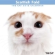 THE CAT スコティッシュ・フォールド　2012カレンダー