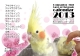 コンパニオンバード　インコ　鳥A4写真カレンダー　2013