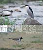 新　野鳥図鑑　第4集　水辺に棲む鳥／渚に棲む鳥  