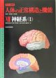 カラー図解・人体の正常構造と機能　神経系（8）