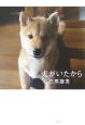 犬がいたから