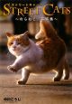 STREET　CATS〜のらねこ。写真集〜
