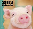 ミニブタ　ミニカレンダー　2012