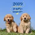 大判カレンダー　ゴールデン・レトリーバー　2019