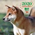 大判カレンダー　柴犬　2020