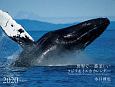 ワイドカレンダー　世界で一番美しいクジラ＆イルカ　カレンダー　2020