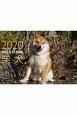 ドッグズアルバム「柴犬」　カレンダー　2020