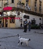 岩合光昭の世界ネコ歩き　キューバ・ハバナ  