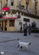 岩合光昭の世界ネコ歩き　キューバ・ハバナ  