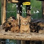 劇場版　岩合光昭の世界ネコ歩き　あるがままに、水と大地のネコ家族　オリジナル・サウンドトラック