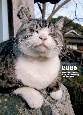 2025　岩合光昭　ねこ手帳